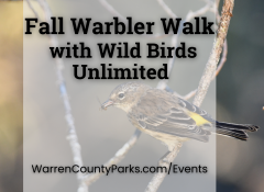 yellow-rumped warbler in fall colors catching an insect